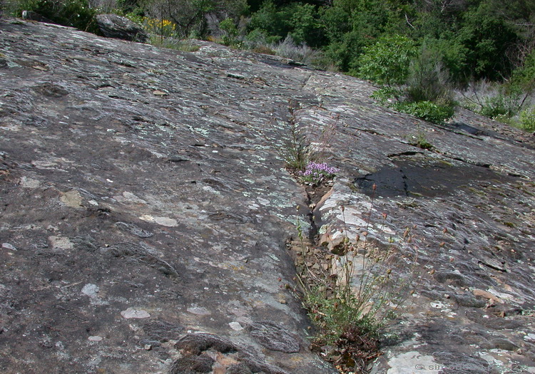 Licheni di Poggio Ripaghera